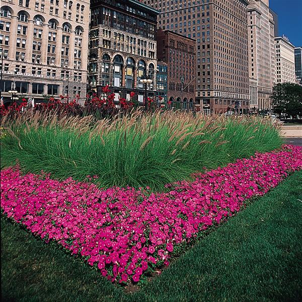 Easy Wave® Pink Spreading Petunia - Commercial Landscape 1