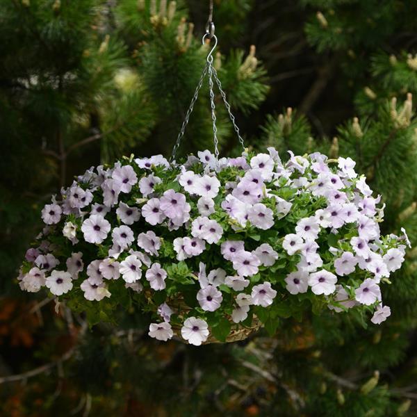 Easy Wave® Silver Spreading Petunia - Basket