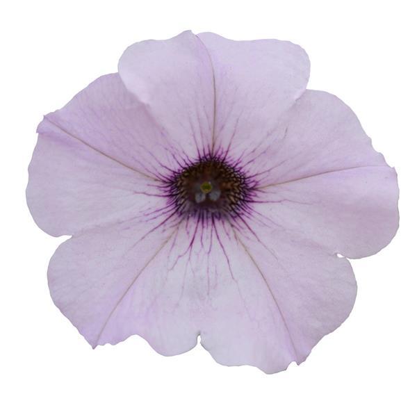 Easy Wave® Silver Spreading Petunia - Bloom