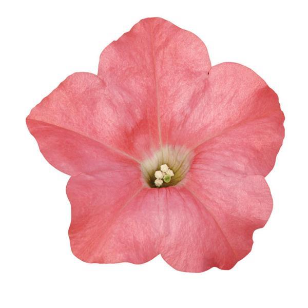 Easy Wave® Coral Reef Spreading Petunia - Bloom
