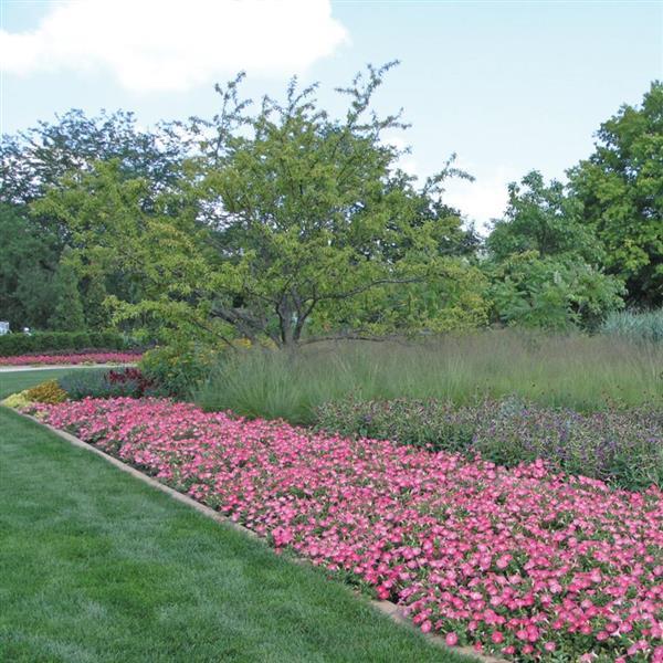 Easy Wave® Rosy Dawn Spreading Petunia - Commercial Landscape 2