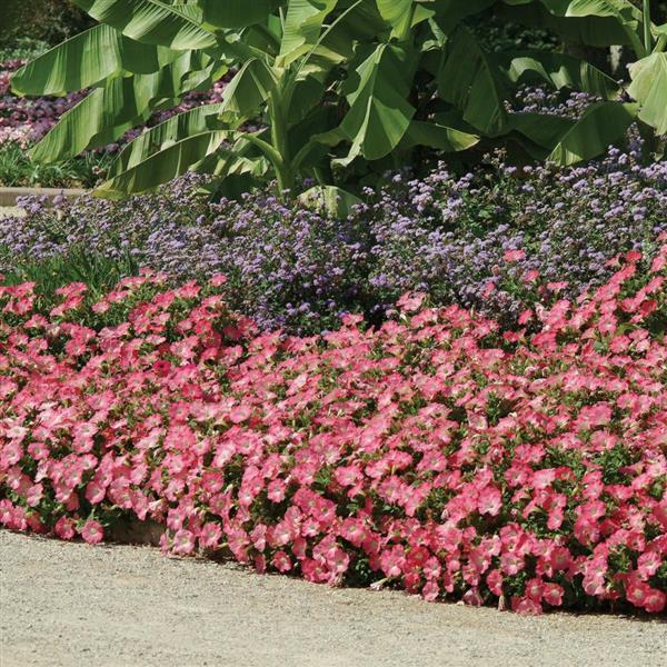 Easy Wave® Rosy Dawn Spreading Petunia - Landscape