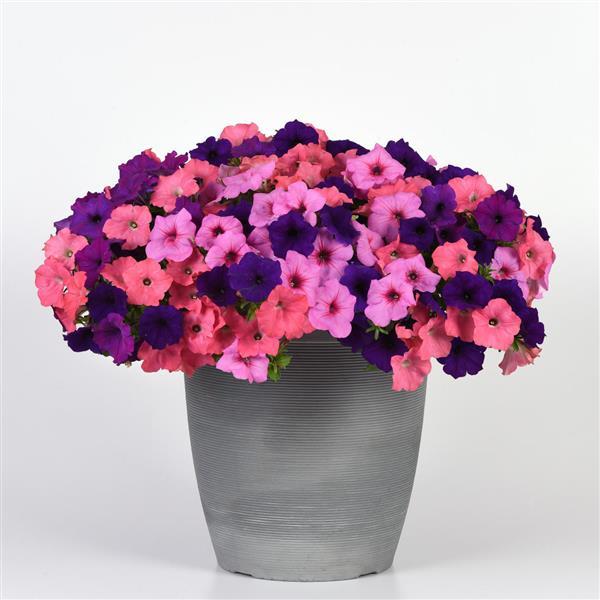 Easy Wave® Beachcomber Mixture Spreading Petunia - Container