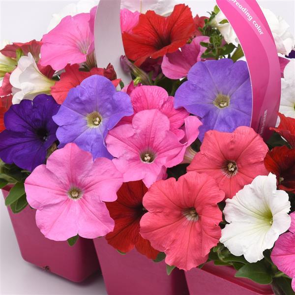 E3 Easy Wave® Formula Mixture Spreading Petunia - Bloom