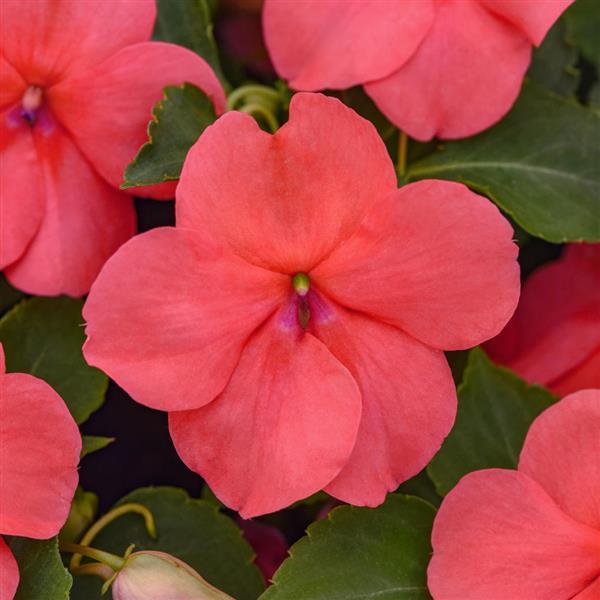 Beacon® Coral Impatiens - Bloom