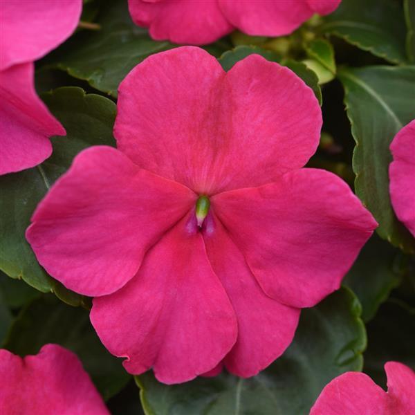 Beacon® Rose Impatiens - Bloom