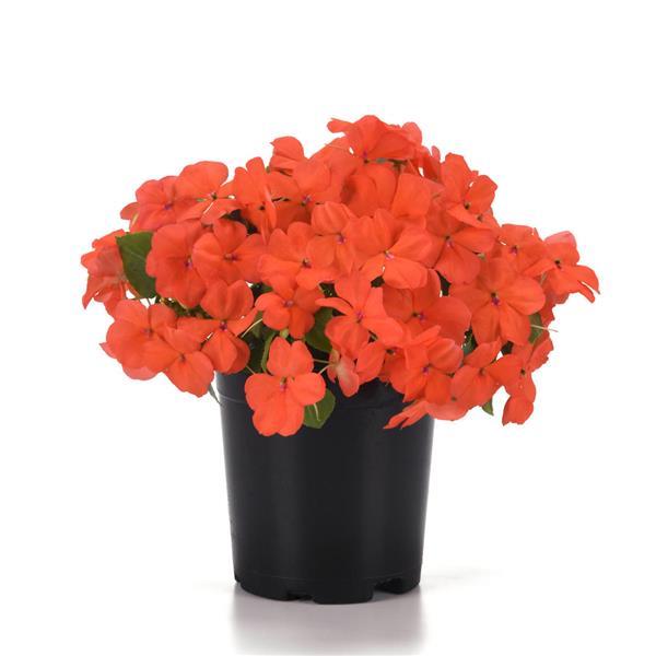 Beacon® Salmon Impatiens - Container