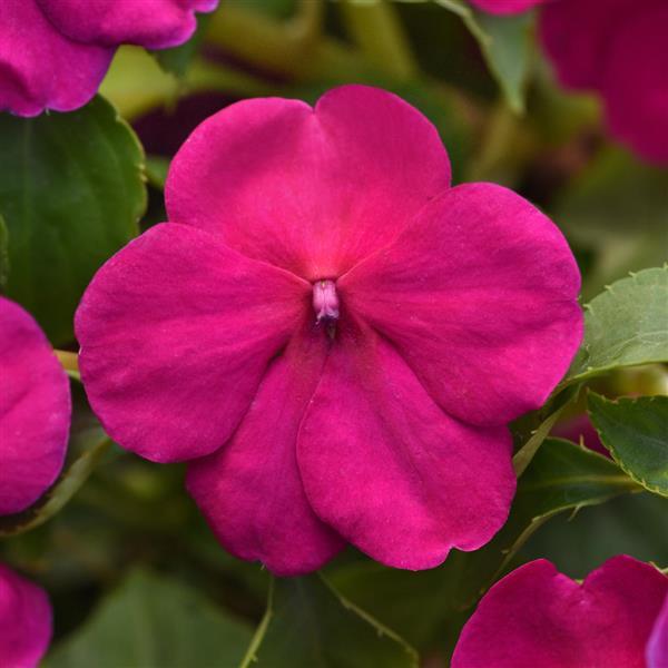 Beacon® Violet Improved Impatiens - Bloom