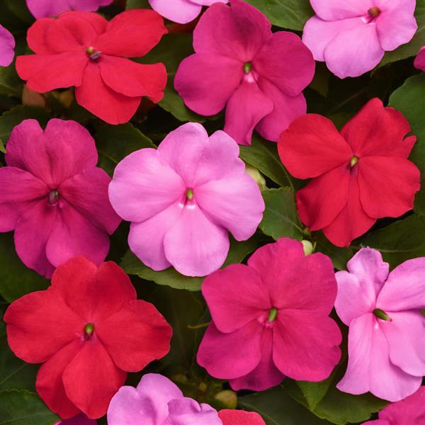 Beacon® Otway Mixture Impatiens - Bloom