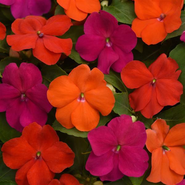 Beacon® Sanibel Mixture Improved Impatiens - Bloom