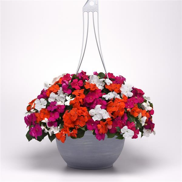 Beacon® Lindau Mixture Improved Impatiens - Basket