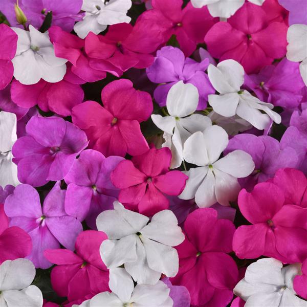 Beacon® Chicago Mixture Improved Impatiens - Bloom