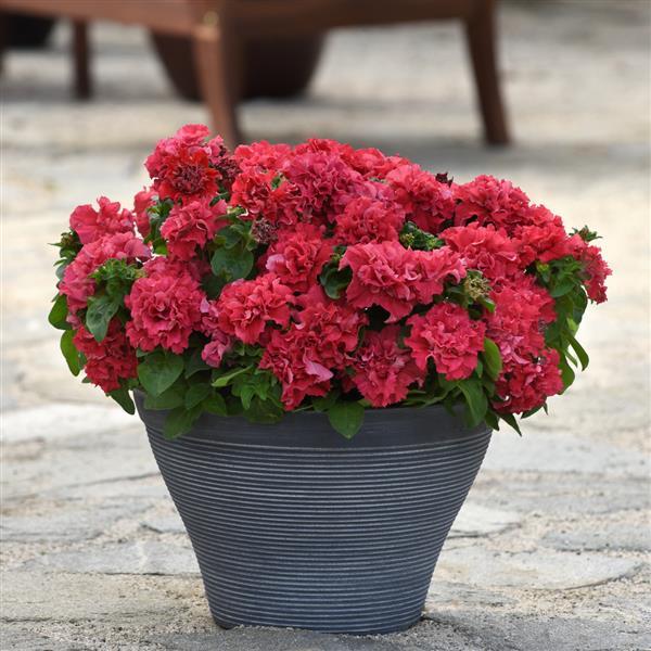 Double Cascade Valentine Double Petunia - Container