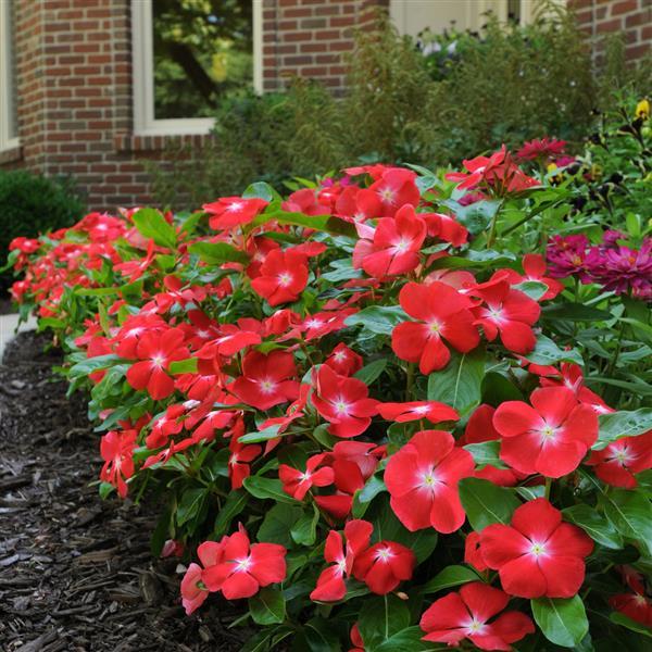 Pacifica XP Orange Vinca - Landscape