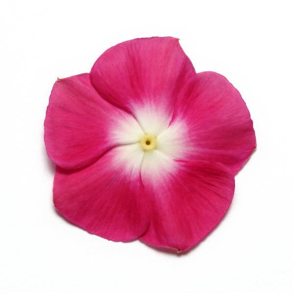 Pacifica XP Burgundy Halo Vinca - Bloom
