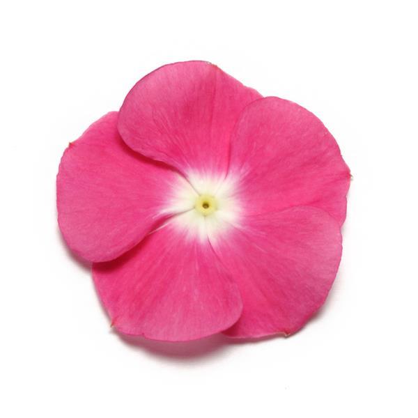 Pacifica XP Magenta Halo Vinca - Bloom