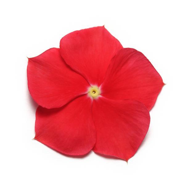 Pacifica XP Really Red Vinca - Bloom