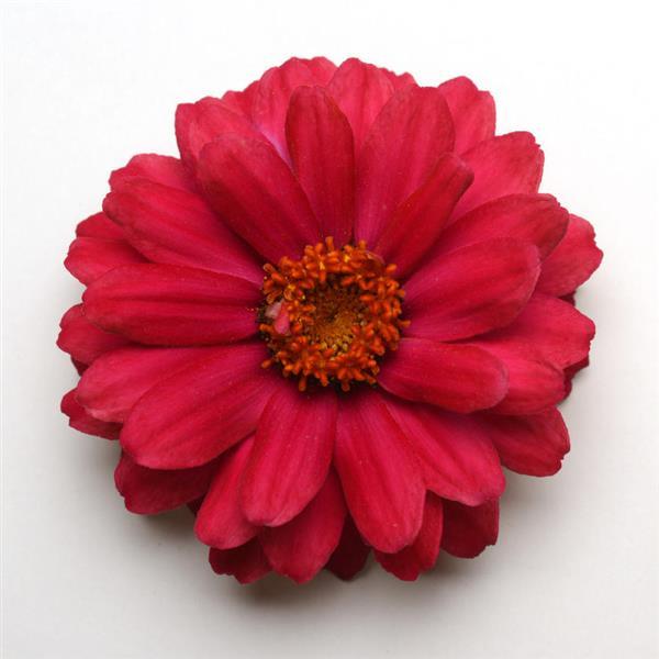 Double Zahara™ Cherry Zinnia - Bloom