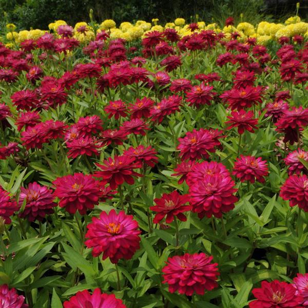 Double Zahara™ Cherry Zinnia - Landscape