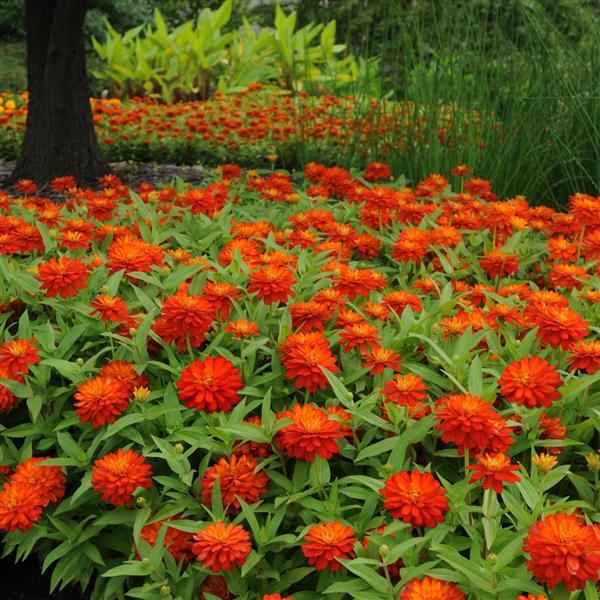 Double Zahara™ Fire Zinnia - Commercial Landscape 1