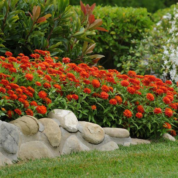 Double Zahara™ Fire Zinnia - Commercial Landscape 2