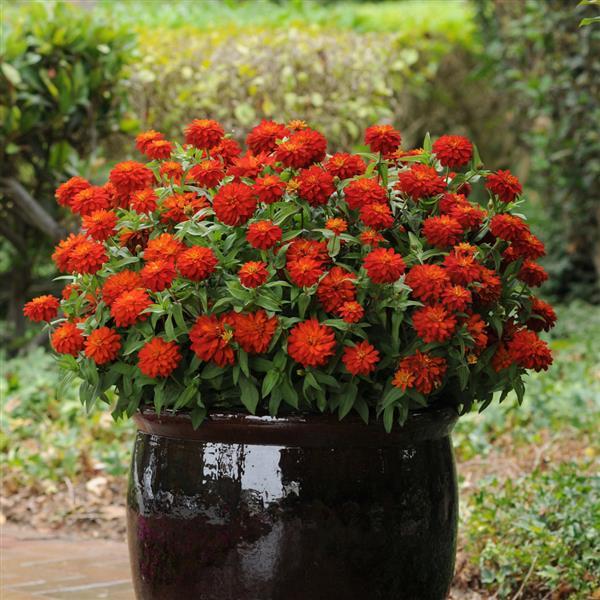 Double Zahara™ Fire Zinnia - Container