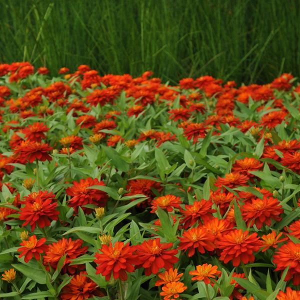 Double Zahara™ Fire Zinnia - Landscape