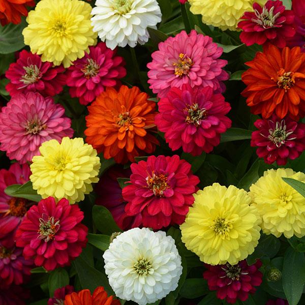 Double Zahara™ Mixture Zinnia - Bloom