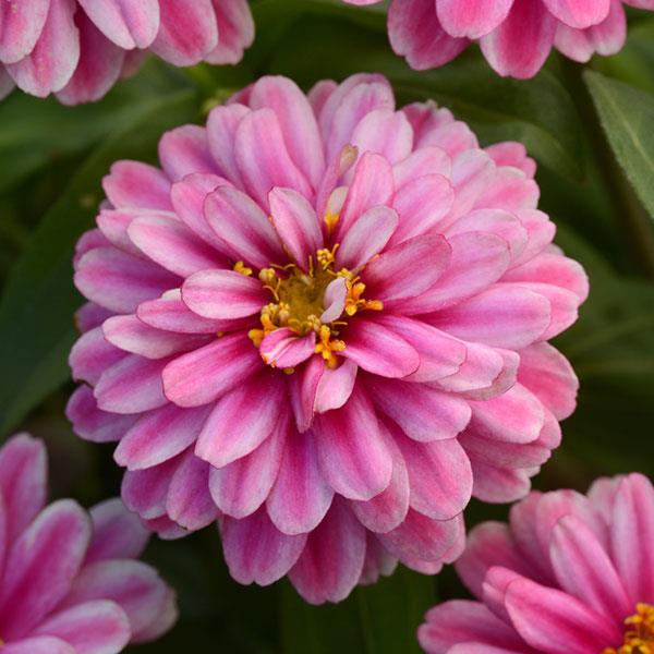 Double Zahara™ Raspberry Ripple Zinnia - Bloom