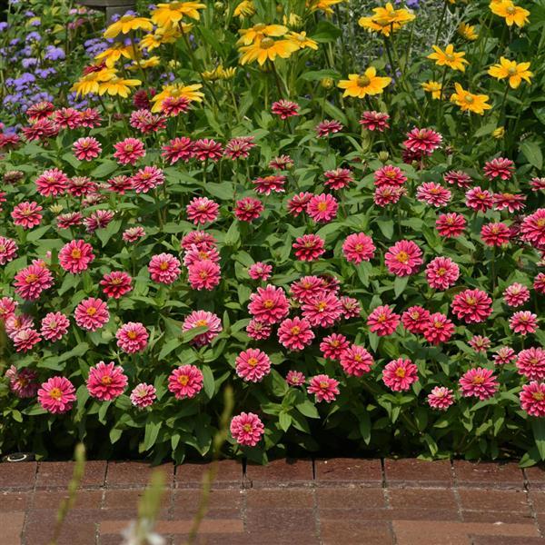 Double Zahara™ Raspberry Ripple Zinnia - Landscape
