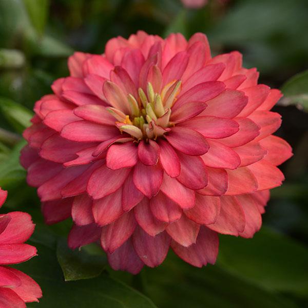 Double Zahara™ Salmon Zinnia - Bloom