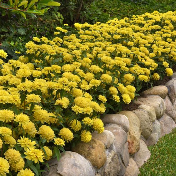 Double Zahara™ Yellow Zinnia - Commercial Landscape 1