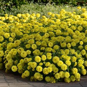 Double Zahara™ Yellow Zinnia - Commercial Landscape 2