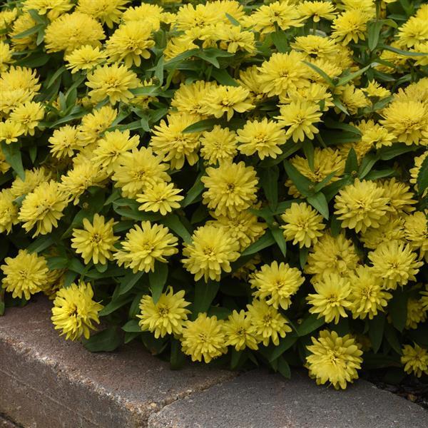 Double Zahara™ Yellow Zinnia - Commercial Landscape 3