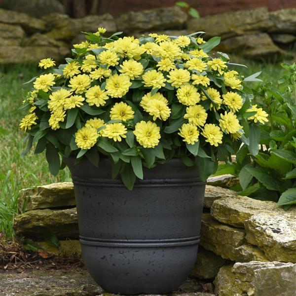 Double Zahara™ Yellow Zinnia - Container
