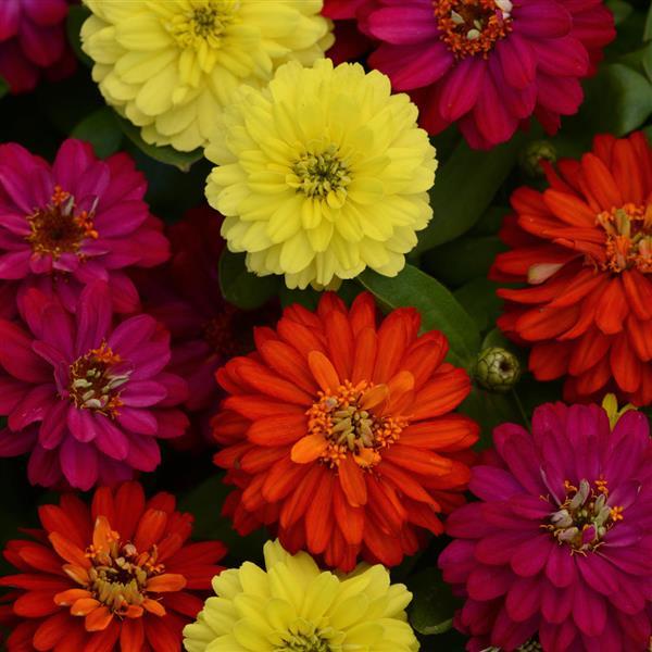 Double Zahara™ Brilliant Mixture Zinnia - Bloom