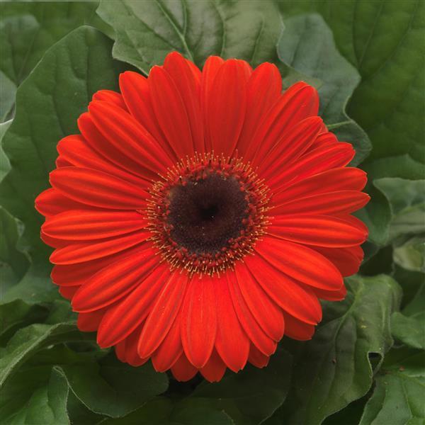 Revolution™ Orange with Dark Eye Gerbera - Bloom