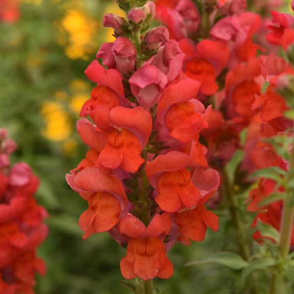 Potomac™ Bright Orange Snapdragon - Bloom