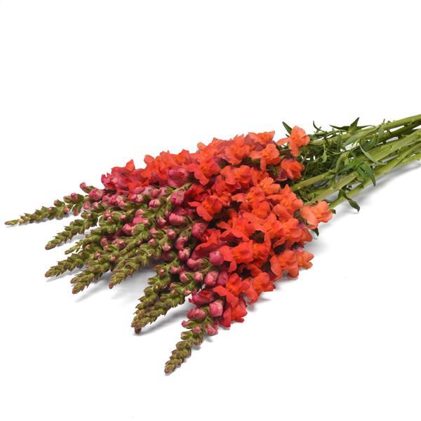 Potomac™ Bright Orange Snapdragon - Grower Bunch