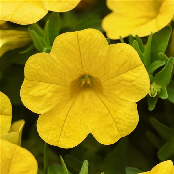 Cabaret® Yellow Calibrachoa - Bloom