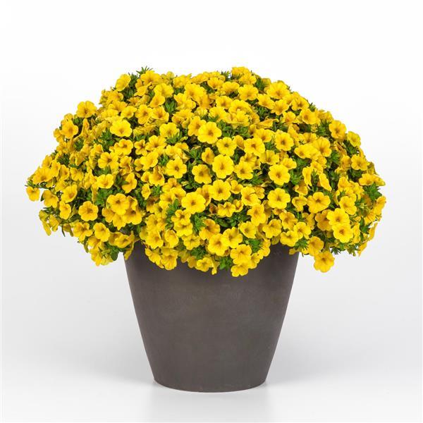 Cabaret® Yellow Calibrachoa - Container