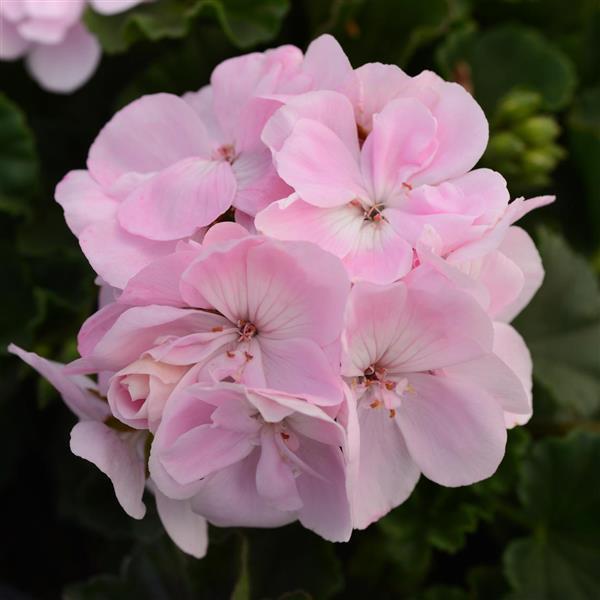 Fantasia® Appleblossom Zonal Geranium - Bloom