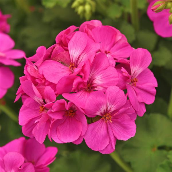 Fantasia® Blue Zonal Geranium - Bloom