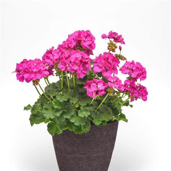 Fantasia® Blue Zonal Geranium - Container