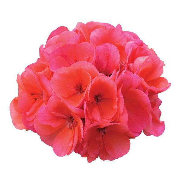 Fantasia® Salmon Zonal Geranium - Bloom