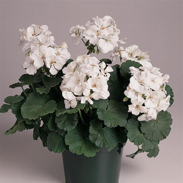 Fantasia® White Zonal Geranium - Container