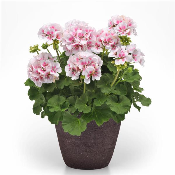Fantasia® White Sizzle Zonal Geranium - Container