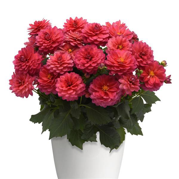 Dalaya® Raspberry Dahlia - Container