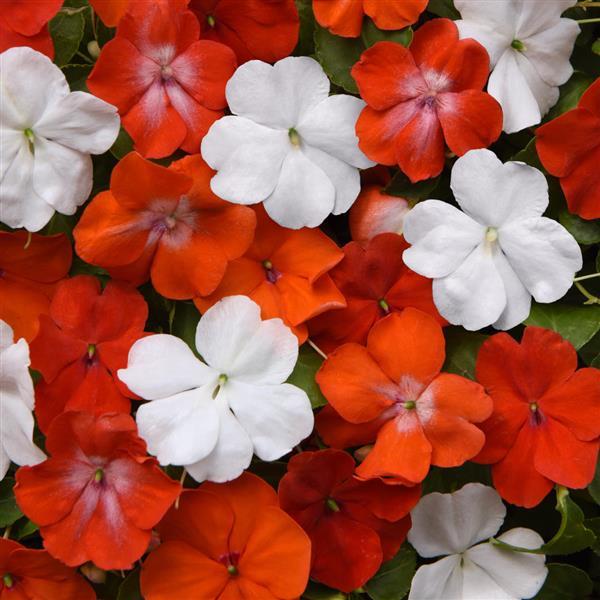 Beacon® De Ven Mixture Impatiens - Bloom