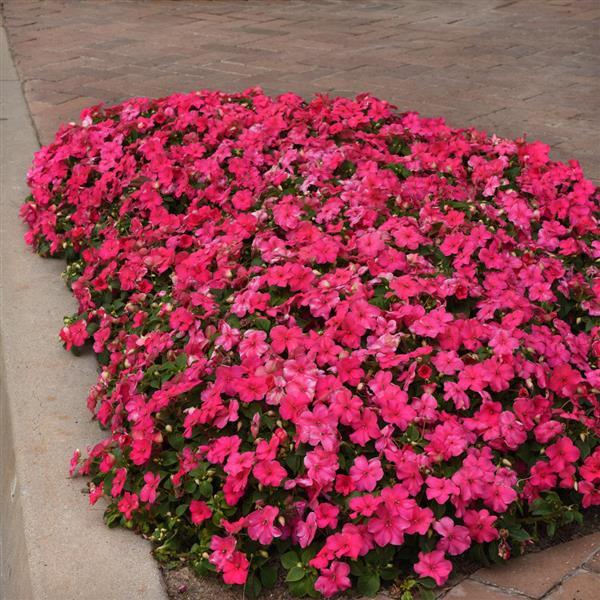 Beacon® Rose Impatiens - Landscape